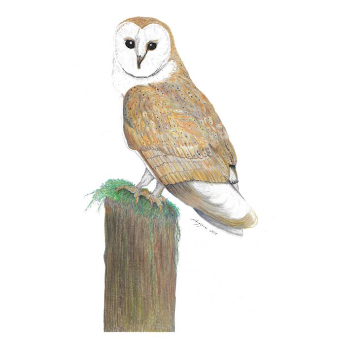 Barn Owl