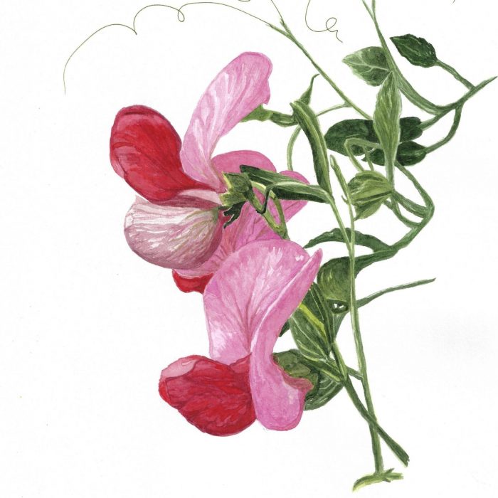 Sweat Pea