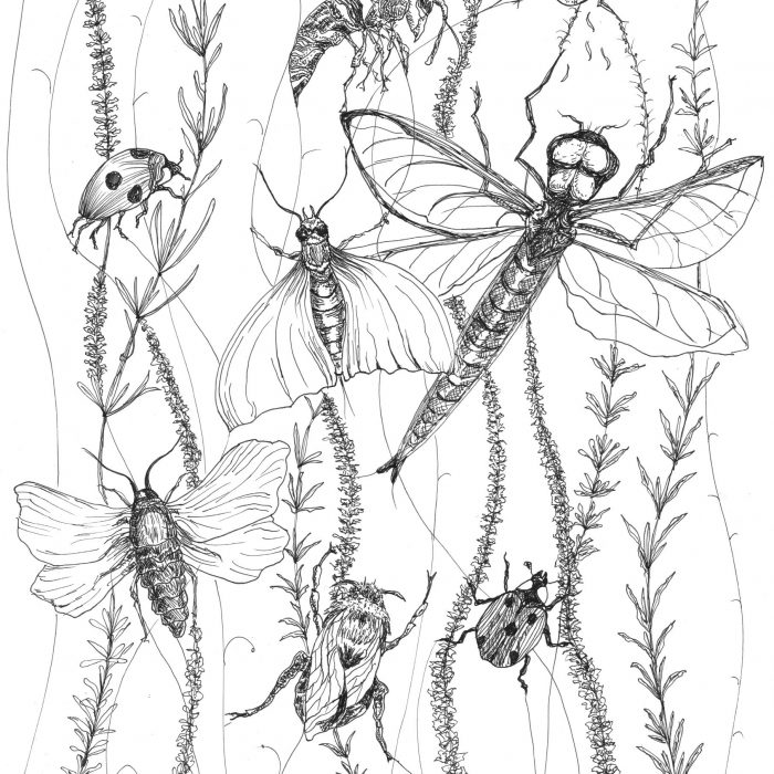 Insects