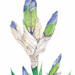 Iris Iris