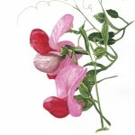 Sweat Pea